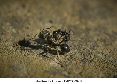 A Deadly Skirmish Of Two Ants. The Dead Ant Has A Death Grip On The Paw Of Another Ant