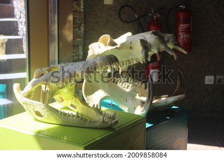 Deadly skull of Crocodile and Hippo