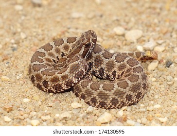 19 Western massasauga rattlesnake Images, Stock Photos & Vectors ...