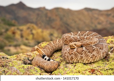 A Deadly Western Diamondback Rattlesnake (Crotalus Atrox) In Arizona, USA. Snake Is Coiled On A Rock With Rattle Visible In The Superstition Mountains.