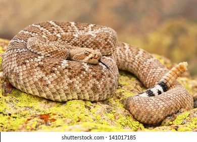 A Deadly Western Diamondback Rattlesnake (Crotalus Atrox) In Arizona, USA. Snake Is Coiled On A Rock With Rattle Visible In The Superstition Mountains.