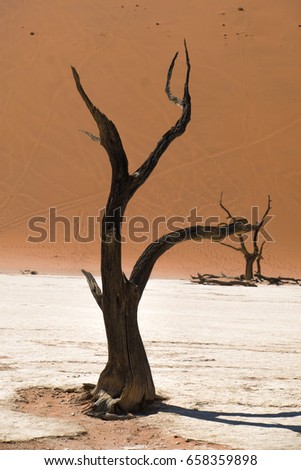 arid expanse Landscape