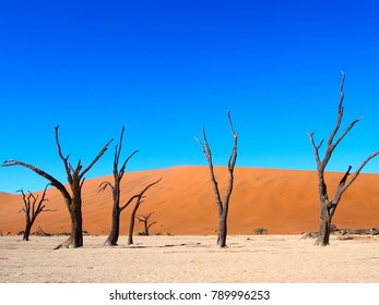 Deadvlei Petrified Forest, Namibia