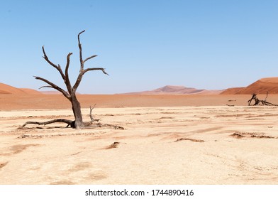 The Deadvlei at Sossusvlei in the Namib Desert in Namibia