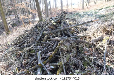 Deadwood In The Forest Caused By The Wood Decay Fungus