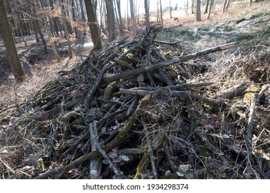 Deadwood In The Forest Caused By The Wood Decay Fungus