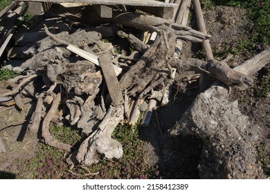 Deadwood In The Forest Caused By The Wood Decay Fungus