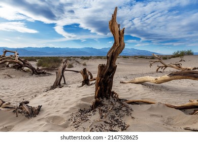 Deadwood in sand dunes, Death Valley national park, California, USA