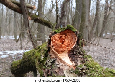 Deadwood In The Spring Forest 