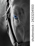 Deaf Horse with blue eyes at Roger Ranch