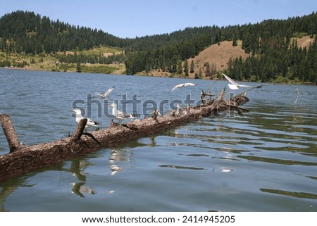 deagulls roosting on floating log on Dworshak Reservoir near Orofino Bridge at Dent Bridge