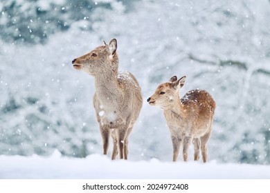 Dear Deer In Nara Park