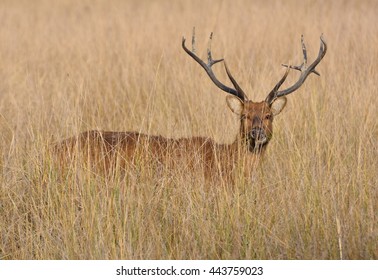 Dear In Field - Kanha National Park, India