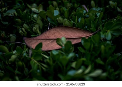 Dear Leaf Resting On A Green Bush. 