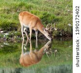 A dear and reflection in this water at a pool in Yellowstone national park in Wyoming USA.