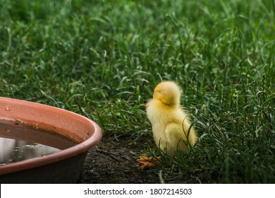 Dear Running Duck Sits And Sleeps Near A Water Bowl