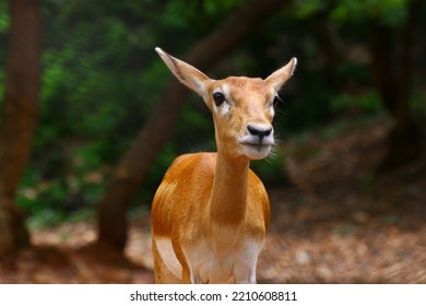 Dear is setting in forest