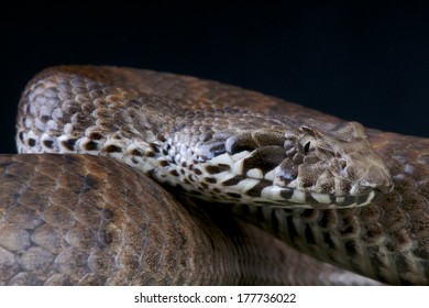 Death Adder / Acanthophis Antarcticus