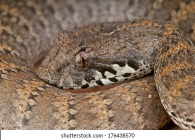 Death Adder / Acanthophis Antarticus