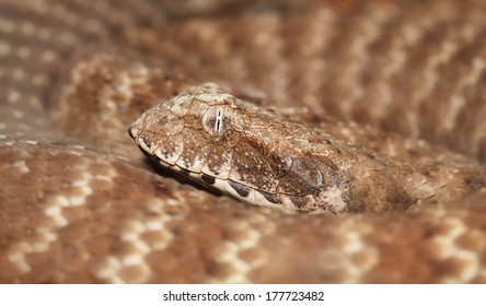 Death Adder (Acanthophis Pyrrhus)