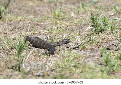 Death Adder, Australia