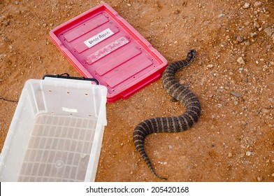 Death Adder Snake  - Australia