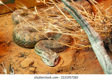 Death Adder Snake - Australia