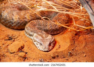 Death Adder Snake - Australia