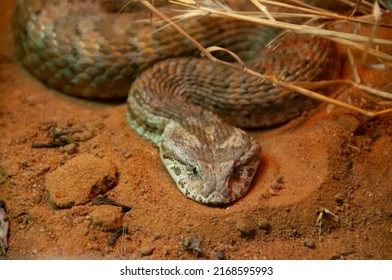 Death Adder Snake - Australia