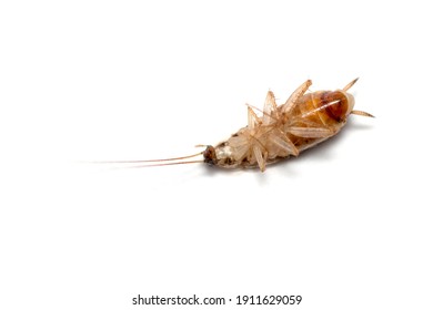 Death Brown Banded Cockroach Isolated On White Floor.