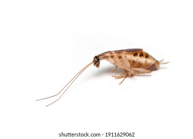 Death Brown Banded Cockroach Isolated On White Floor.