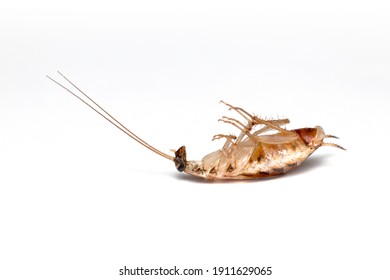 Death Brown Banded Cockroach Isolated On White Floor.