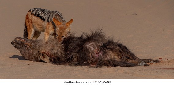 Death Of A Brown Hyaena In The Kgalagadi