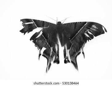 Death butterfly isolated on white background.Black&White photo