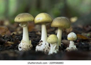 The death cap (Amanita phalloides) is a deadly poisonous mushroom that causes the majority of fatal mushroom poisonings - Shutterstock ID 2209586883