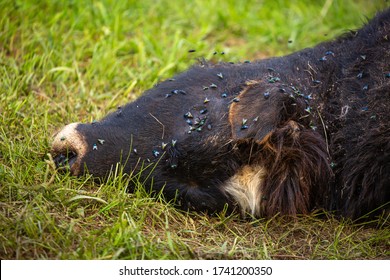 The Death Of Cattle. A Dead Rotting Cow Lies In A Meadow. Pestilence In Agriculture. The Epidemic In Livestock. Cattle Death. Flies Lay Larvae In The Rotting Corpse Of A Calf.