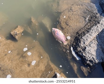 Death fish floating on the surface of river. Pollution in the water concept. 