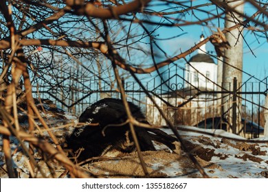 The Death Of A Homeless Animal From Hunger And Cold, The Frozen Corpse Of A Large Dog Lying On The Side Of The Road In The Snow