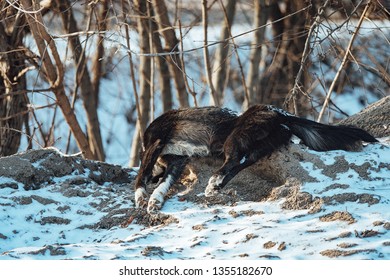 The Death Of A Homeless Animal From Hunger And Cold, The Frozen Corpse Of A Large Dog Lying On The Side Of The Road In The Snow