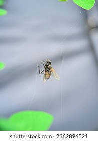 Death housefly hanging on spiderweb. instect hunted by spiderweb. 