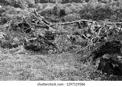 25 Death olve trees Images, Stock Photos & Vectors | Shutterstock