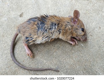 death rat on the solid floor stone texture