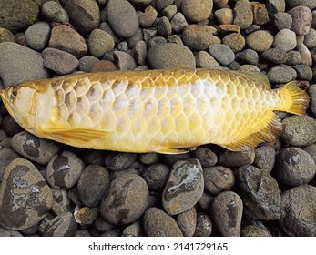 the death of red tailed golden arowana
