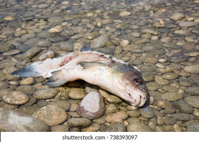 Death Rotten Fish