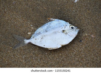 Death Sea Creatures Found On Shores Stock Photo 1155150241 | Shutterstock