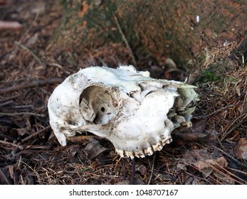 death skull in the forest