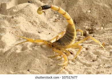 739 Scorpion bite Images, Stock Photos & Vectors | Shutterstock