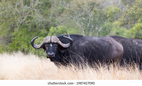 The Death Stare From A Cape Buffalo