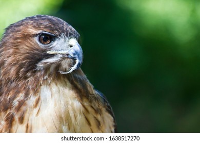 Death Stare Of A Hawk