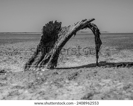 Death of tree. Gnarled remnants of stained tree on endless salt marshes. Death concept. It's like they say about person who come to end of ordeal - bend awkwardly. Black-white image, art photo